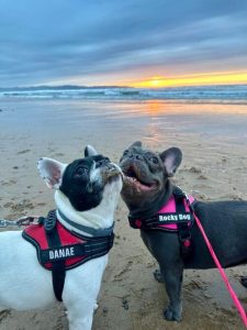 Bulldog francés minerva griñan